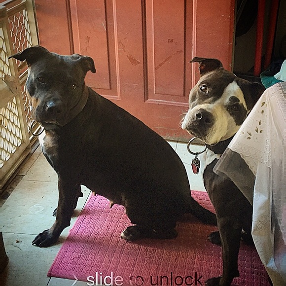 Meet your Posher, Flora ! - Picture 3 of 8